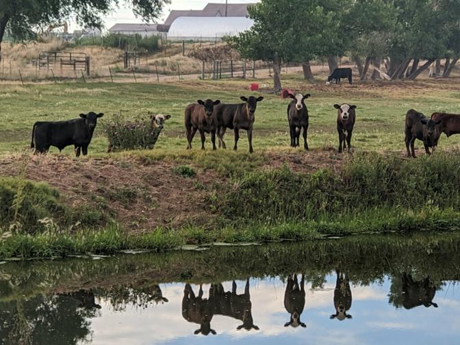 For Sale - LDZ ITOMICHI 05H # FB5729 - 2020 100% Full Blood Black Wagyu Bull